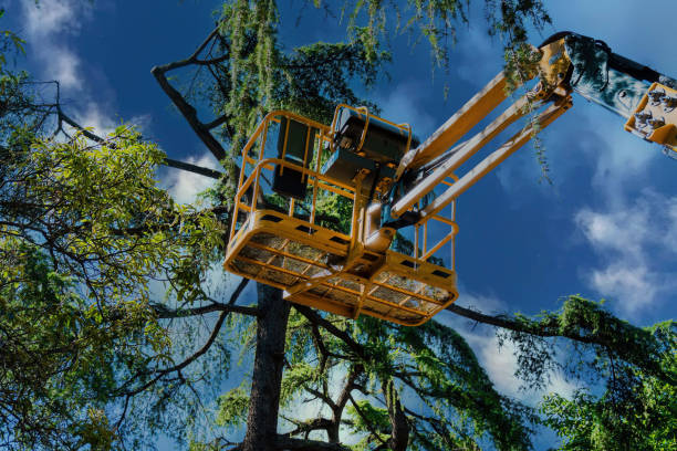 Best Storm Damage Tree Cleanup  in Lutz, FL